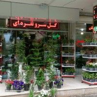 گل آپارتمانی در اصفهان