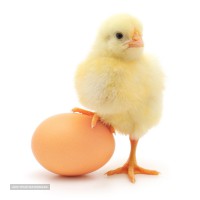 تخم مرغ، تخم کبک و تخم بلدرچین