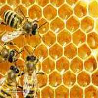 انجام آزمایشات مربوط به کیفیت عسل