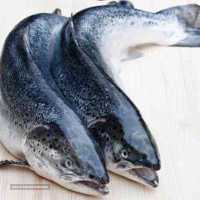 فروش ماهی قزل آلا از تولید به مصرف 
