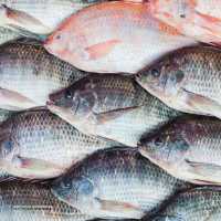 فروش ماهی تیلاپیا