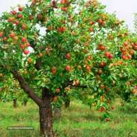 فروش درخت میوه