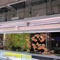 فروش انواع ماهی آکواریومی در اصفهان