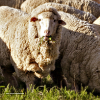 فروش بز و گوسفند از نوع خارجی و ایرانی در تهران
