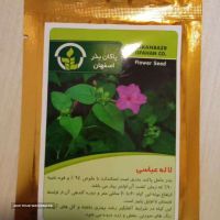 خرید و فروش بذر گل لاله عباسی در اصفهان خیابان امام خمینی