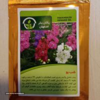 تولید بذر گل شب بو در اصفهان