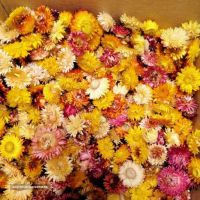 فروش گل مینا خشک در عطاری صانعی اصفهان