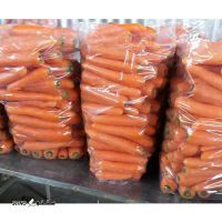 صادرات هویج به کشور روسیه