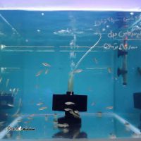 خرید و قیمت ماهی کلود مانتین در اصفهان