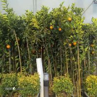 خرید نهال پرتقال شناسه دار در اصفهان