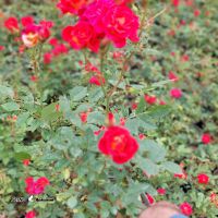 حراج گل رز در اصفهان 