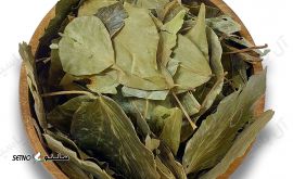 فروش عشقه در اصفهان