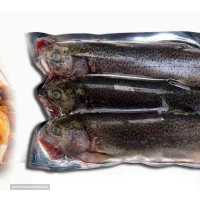 فروش انواع ماهی منجمد 