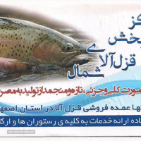 پخش عمده ماهی قزل آلا در اصفهان 