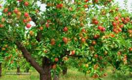 shutterstock_72593407-460x460-460x423
