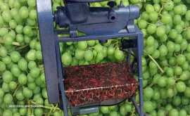سبزیجات آماده طبخ گشنیز (فدک سابق)