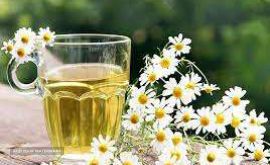 فروش بابونه در اصفهان