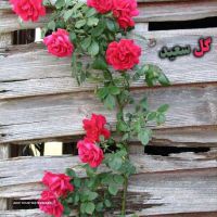  گل فروشی و گل آرایی در اصفهان