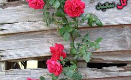 فروش گل در خیابان کاوه شمالی اصفهان