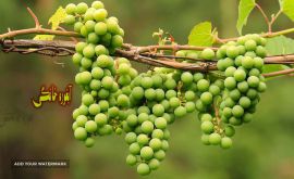 قیمت آبغوره خانگی ( اصفهان )