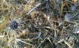 گیاه-بوقناق