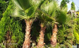 نمایندگی درختچه پالم آمل یا نخل بادبزنی در اصفهان