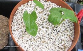 فروش خاک پرلیت در اصفهان