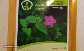 خرید و فروش بذر گل لاله عباسی در اصفهان خیابان امام خمینی