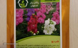 تولید بذر گل شب بو در اصفهان