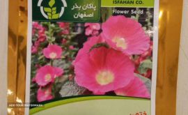 فروش بذر گل ختمی در اصفهان