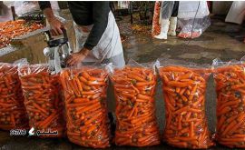 صادرات هویج به کشور عراق - هویج شویی ساحل