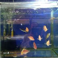 فروش و قیمت ماهی فنگوس شکاری در اصفهان