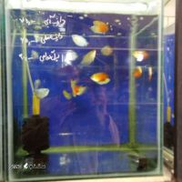 خرید و قیمت ماهی دارف آبی در اصفهان
