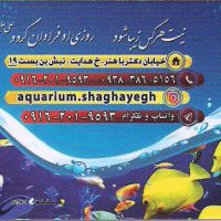قیمت فروش ماهی روحی شب (روح سیاه) در اصفهان