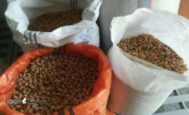 پخش پسته ممتاز اصفهان سه راه درچه 