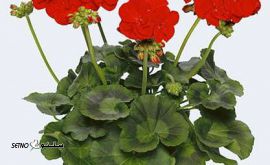 گل مزرعه طلایی