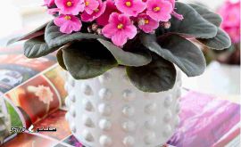 فروش گل آپارتمانی چهار فصل همیشه گلدار / قیمت گل آپارتمان فصلی 