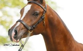 فروش كله گير اسب در خمینی شهر اصفهان