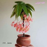 قیمت فروش گل بگونیا خالدار در اصفهان خیابان کاوه