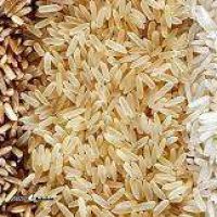 انواع برنج شمال مهدی اصفهان