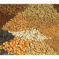 فروش  عمده  بذر کشاورزی  / اصفهان /  امام خمینی