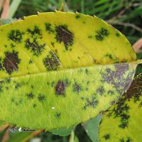 بررسی و تشخیص بیماریها و آفات گیاهی / اصفهان / میدان استقلال / ولیعصر