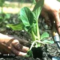 برگزاری دوره آموزش باغداری / اصفهان / میدان استقلال
