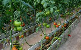 آموزشگاه  کشاورزی در میدان استقلال اصفهان