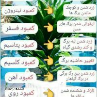 راهنمایی و مشاوره انواع گل و گیاه / اصفهان