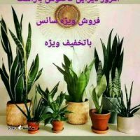 فروش ویژه انواع گل و گیاه با تخفیف در اصفهان