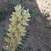 Sophora_alopecuroides_5_