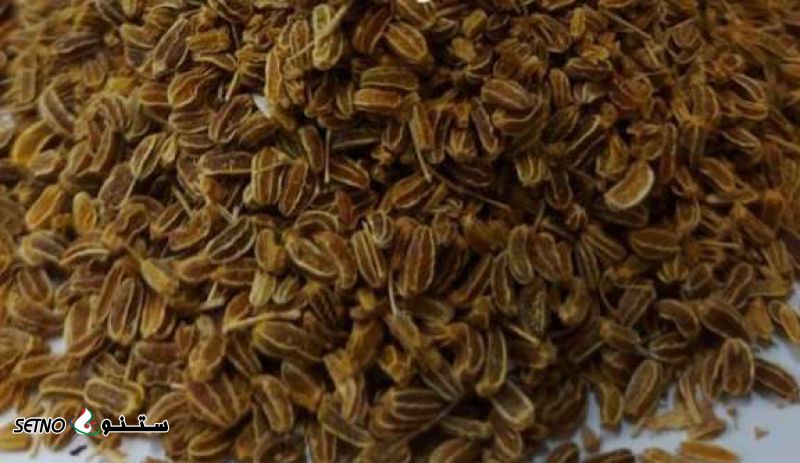 ارسال بذر غازیاغی به سراسر ایران
