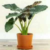 نگهداری اسپاتی فیلوم در آپارتمان _ دیزاین کاکتوس اصفهان