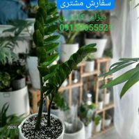 قیمت / فروش گل زامیفولیا بزرگ / اصفهان / خیابان کاشانی 